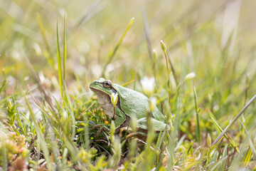 frog in the grass, 