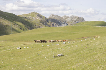 Obraz premium Herd of horses at the 