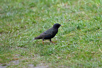 A nimble and beautiful black starling scurries through the grass in search of food.