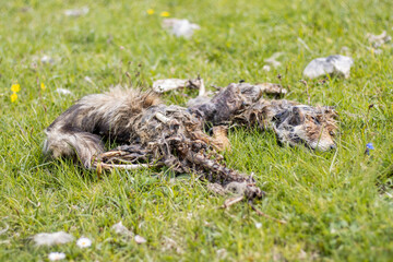 decomposed fox carcass in the mountains