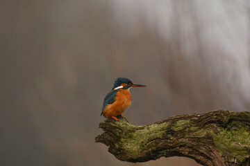Eisvogel