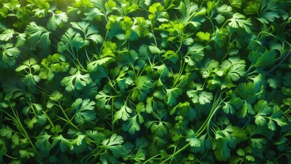 Coriander Leaves for Health, Food, and Agriculture in Vegetable Gardens: An Organic Background