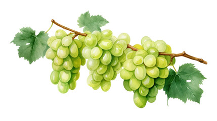 Fototapeta premium Watercolor Green Grapes Clipart — Fruit Bunch Illustration on Transparent Background