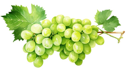Watercolor Green Grapes Clipart &mdash; Fruit Bunch Illustration on Transparent Background

