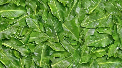 Fototapeta premium Lush green leaves densely covering a surface.
