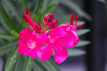 Oleander Bright Pink Blossoms Blooming Under Soft Natural Light