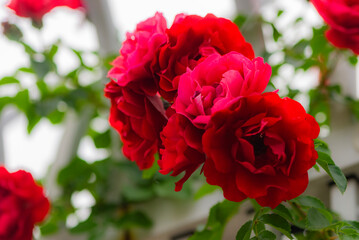 Close ups of roses in various colors