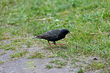 Obraz premium A nimble and beautiful black starling scurries through the grass in search of food.