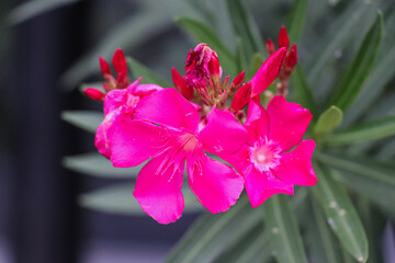 Oleander Vibrant Pink Petals Bloom Gracefully in Lush Garden