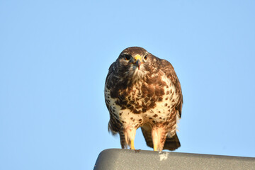 Mäusebussard