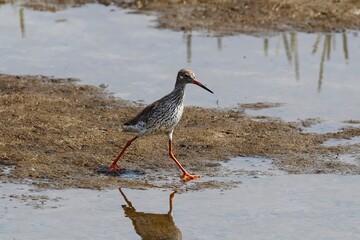Redshank bird photographed walking in muddy wetland in Korea, suitable for field guide, educational, and wildlife use.
