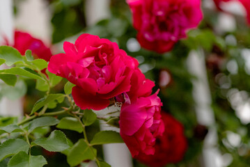 Close ups of roses in various colors
