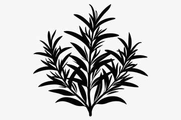 rosemary silhouette line art vector illustration with a white background