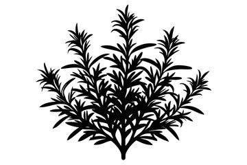 rosemary silhouette line art vector illustration with a white background