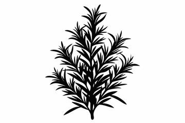 rosemary silhouette line art vector illustration with a white background