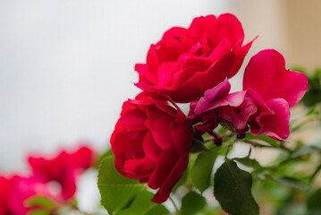 Close ups of roses in various colors