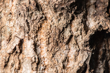 Tree bark and insect shells on tree bark