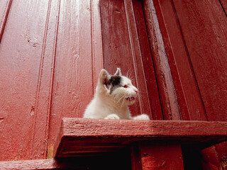Cute black and cat kitten enjoying sunlight outdoors