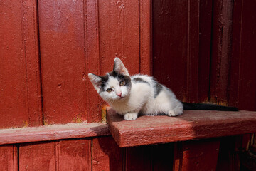 Cute black and cat kitten enjoying sunlight outdoors