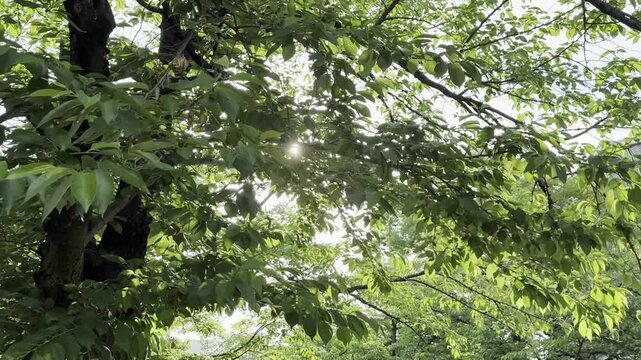 木々の間から差す木漏れ日