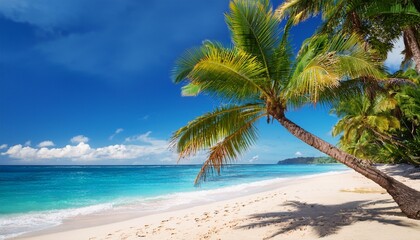 tropical beach with coconut palm