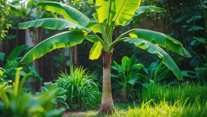 Obraz premium Fresh edible fruits and plants in a garden environment