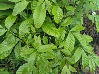 green leaves background