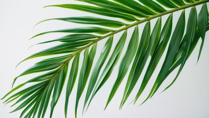 Obraz premium Single green coconut palm leaf on white background