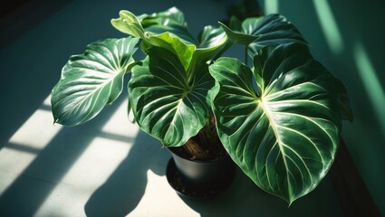 Anthurium forgetii can be identified by its heart-shaped leaves that have distinct, firm veins and no hemispherical features.