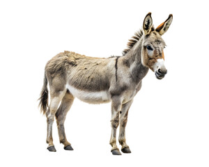 Donkey isolated on a transparent background