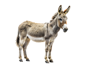 Donkey isolated on a transparent background