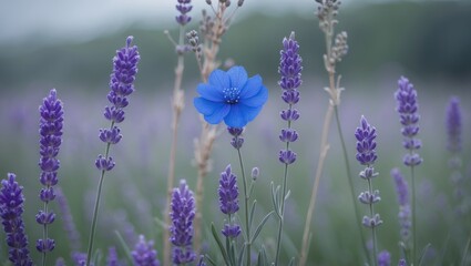 Naklejka premium Vibrant lavender blossoms flourishing in a natural garden scene with fresh air