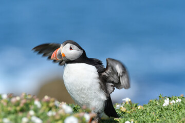 Puffin