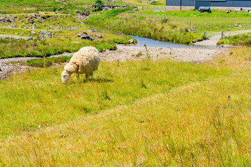 Obraz premium Sheep grazing on a field, Elan Valley