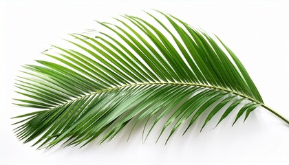 Obraz premium green coconut leaf isolated on white background