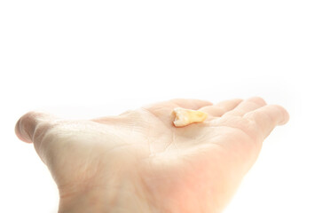 Wisdom tooth on hand. Woman holding tooth after extraction. Wisdom tooth or third molar. Dental healthcare or clinical anatomy reference. White background. Selective focus.
