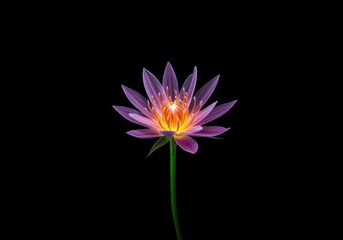 lotus flower on black,Pygmy water-lily, Nymphaea nouchali var. caerulea, Nymphaea capensis, purple lotus images, Nymphaea stellata, water lily, purple flower, single flower, black background, minimal,