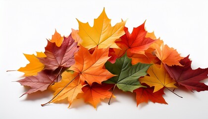 heap of colorful maple leaves isolated on white background