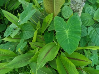 green leaves background