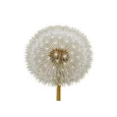 Obraz premium a dandelion flower close up detailed high resolution sharp focus backlit studio lighting clean background soft focus photographic style