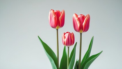 Fototapeta premium Stunning red tulip flowers set against a white backdrop
