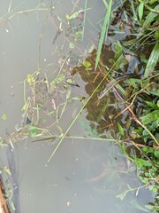 frog in the pond