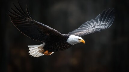 Obraz premium Majestic Bald Eagle in Flight: A Stunning Display of Freedom and Power
