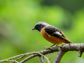 森の中で周りを見渡しているジョウビタキの雄