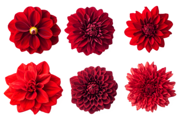 Set of beautiful red flowers isolated on white or transparent background