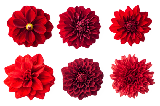 Set of beautiful red flowers isolated on white or transparent background