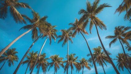 Palm trees against a blue sky backdrop