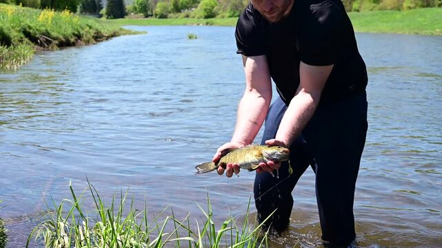 man catching river , catch and realese smallmouth bass, fun activity, selective focus authentic video