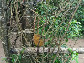 jack fruit in the tree in the forest