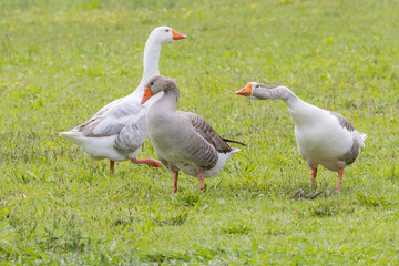 Geese grazing in green pasture on farm
